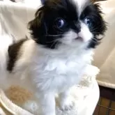 狆(チン)