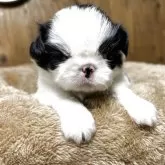 狆(チン)