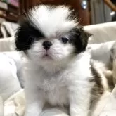 狆(チン)