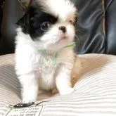 狆(チン)