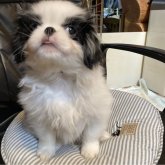 狆(チン)
