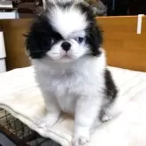 狆(チン)