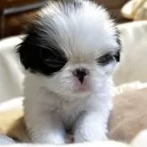 狆(チン)