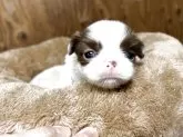 狆(チン)