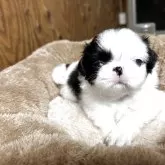 狆(チン)
