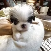 狆(チン)