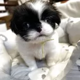 狆(チン)