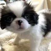 狆(チン)