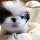 狆(チン)