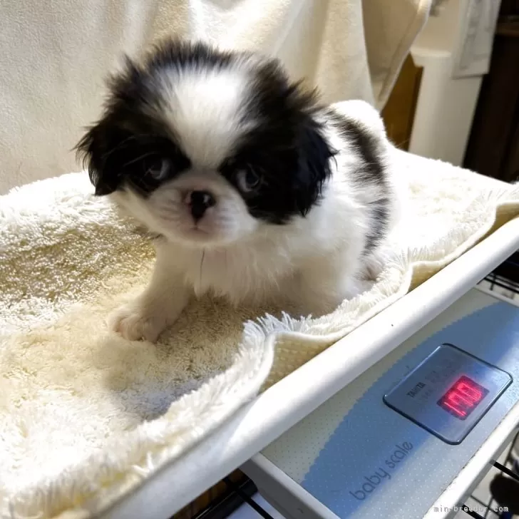 狆(チン)【静岡県・男の子・2025年8月5日・白黒】『狆専門犬舎
