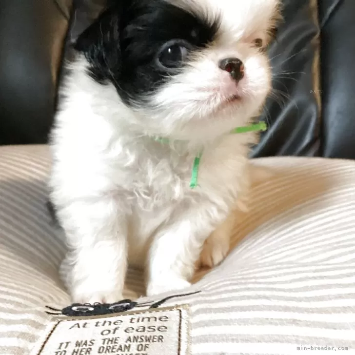 【中古】 さあ、今日から幸せになろう 犬が教えてくれた素朴ですてきな生き方５６/竹書房/マット・ウェインスタイン さあ、今日から幸せになろう 犬が教えてくれた素朴ですてきな