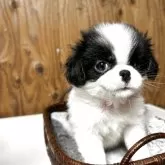 狆(チン)【静岡県・女の子・2025年10月5日・白黒】の写真4