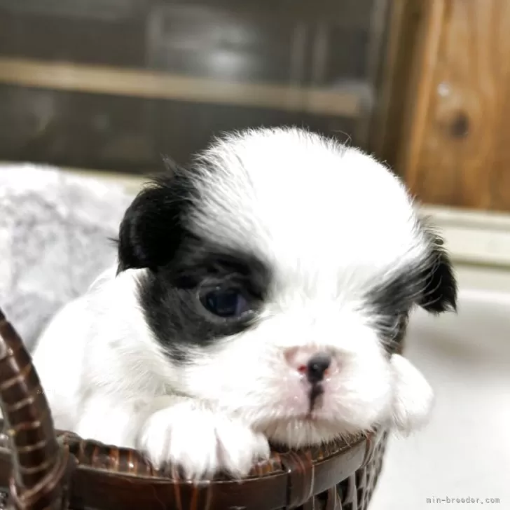 狆(チン)【静岡県・男の子・2025年10月12日・白黒】『狆専門犬舎