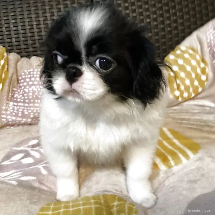 狆(チン)【静岡県・男の子・2025年7月31日・白黒】『狆専門犬舎