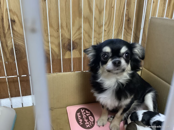 チワワ(ロング)【・女の子・2019年6月18日・BLACK、TAN&CREAM(L)】