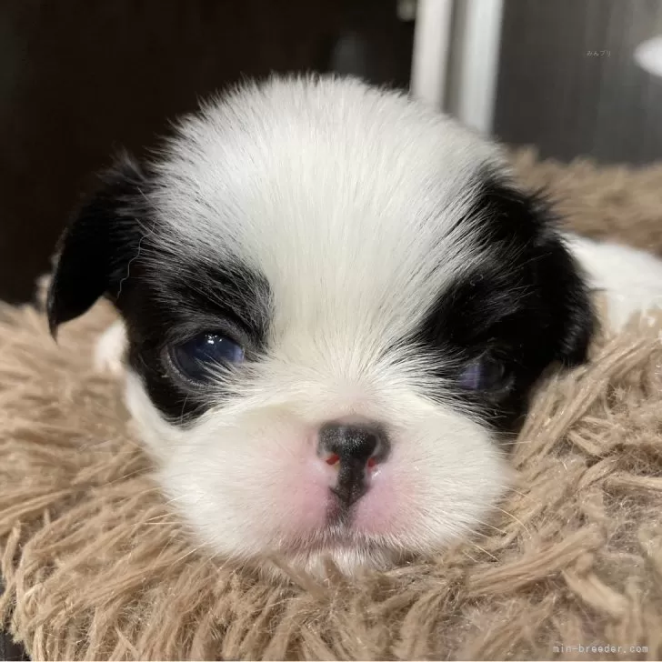ID:2411-00447の子犬