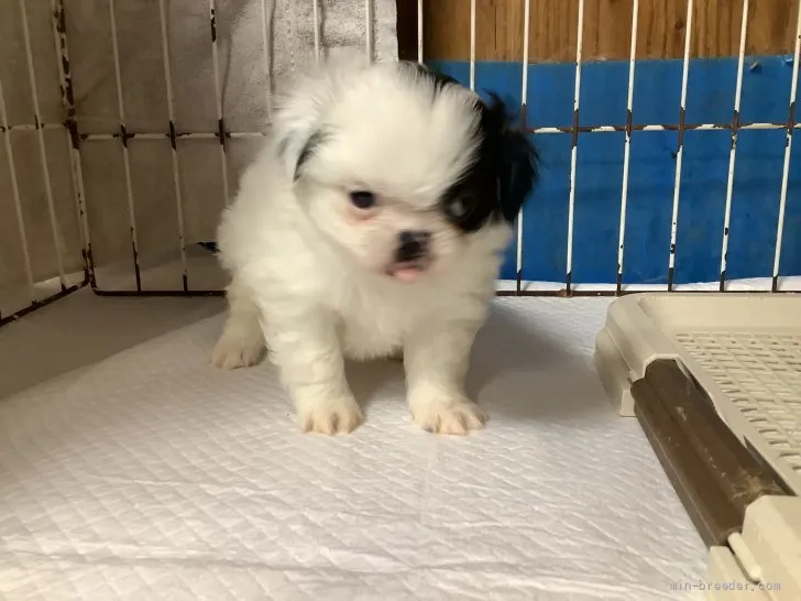 ID：2110-03825の子犬