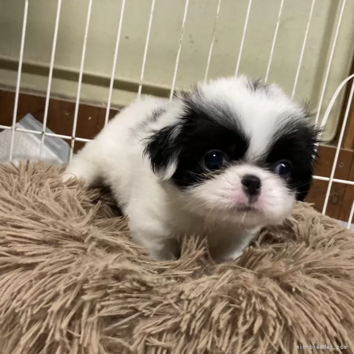 ID：2408-01660の子犬