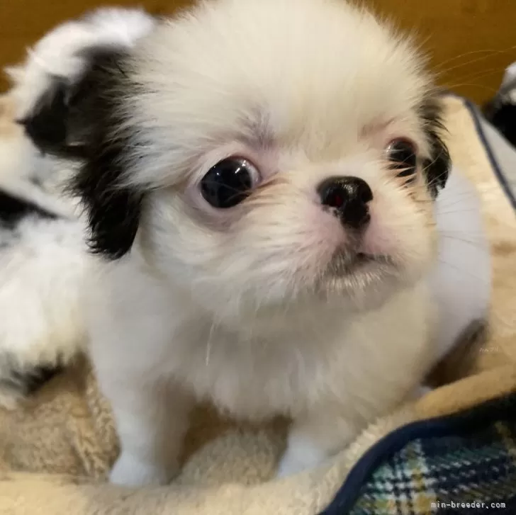 ID：2405-04268の子犬