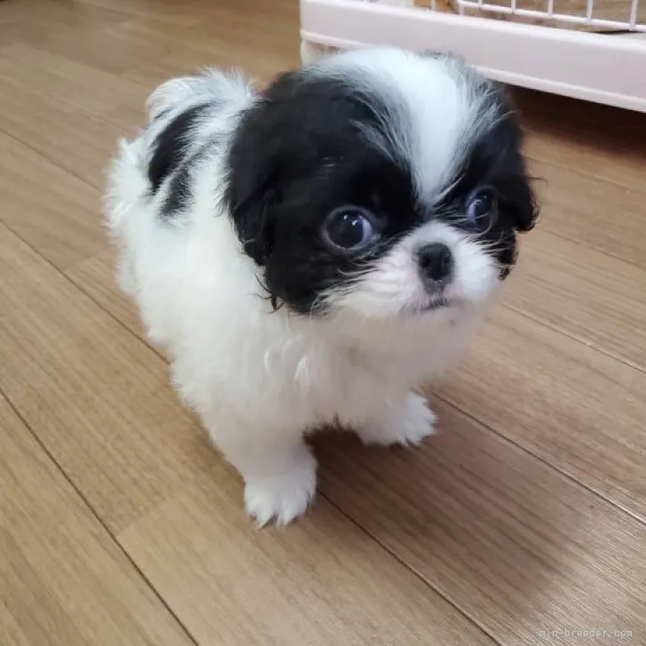 ID:2305-03696の子犬