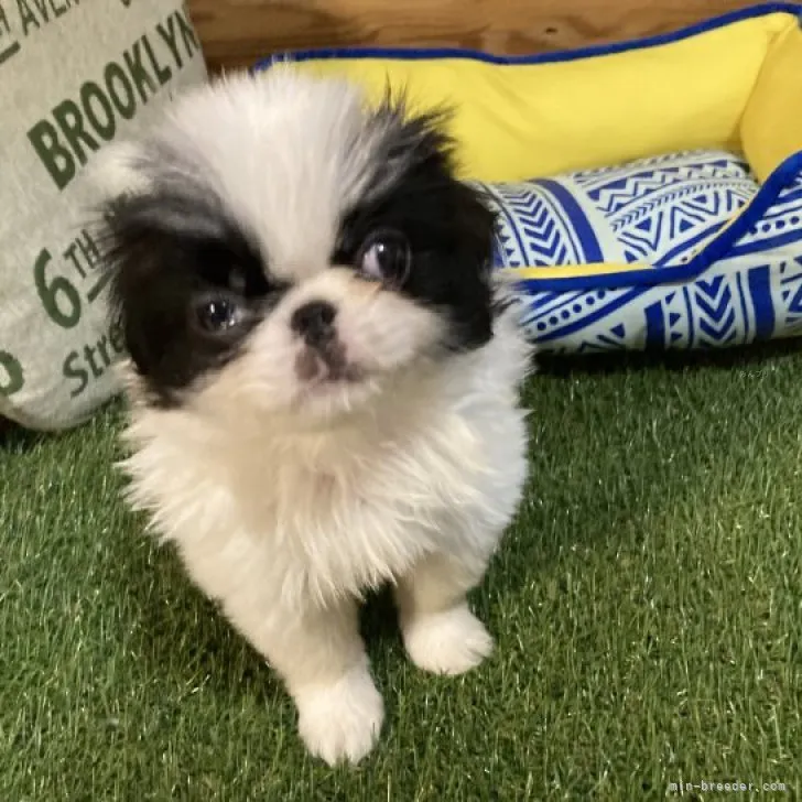 ID:2309-02099の子犬