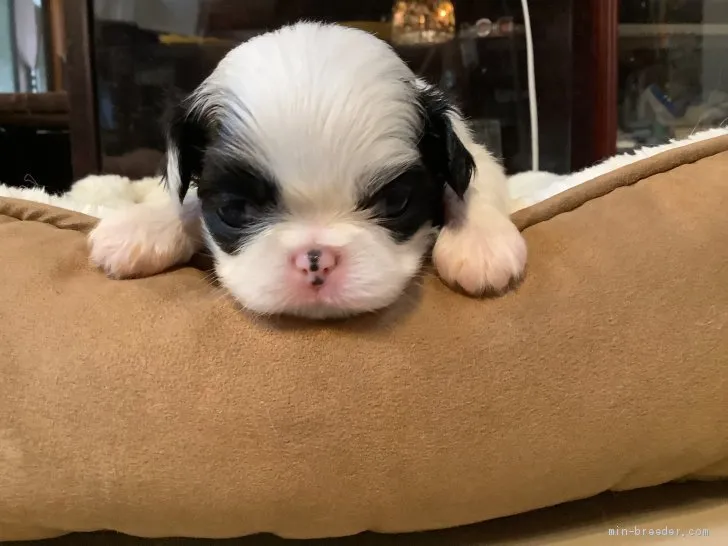 つぐ 様のお迎えした子犬