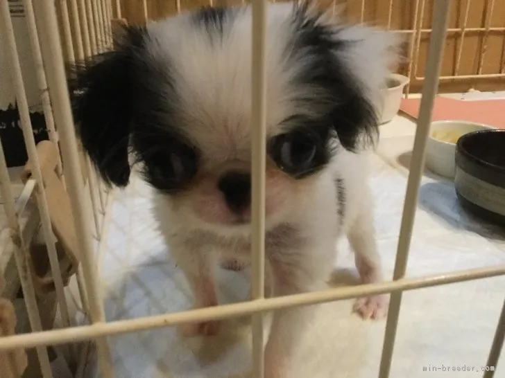 ID:1811-01374の子犬