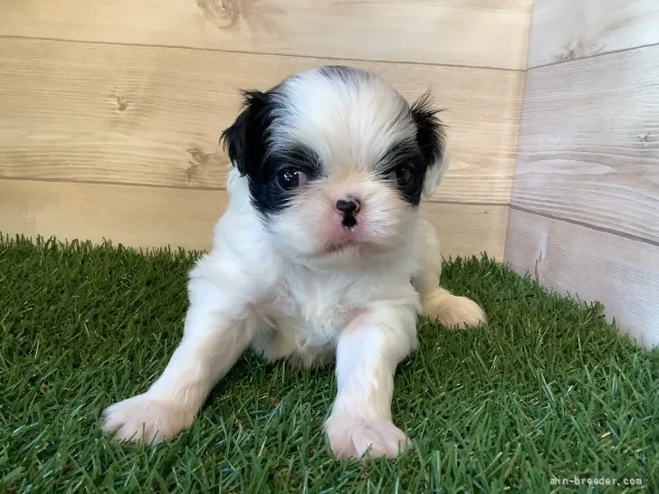 ID：2110-03822の子犬