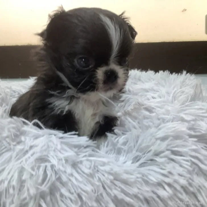 ID:2302-04734の子犬