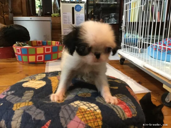 姫ママ 様のお迎えした子犬