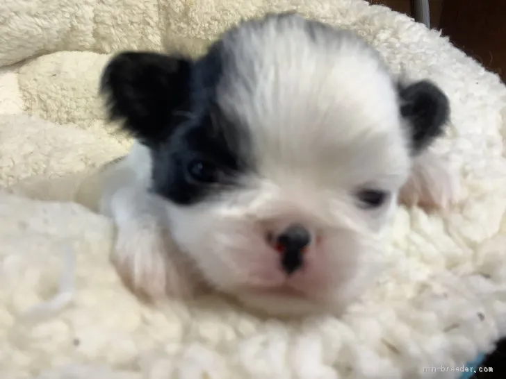 ID：2102-00054の子犬