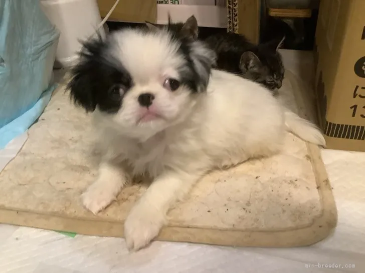 ID:2112-01832の子犬