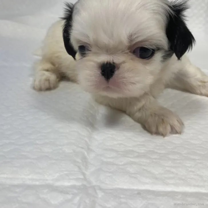 ID:2212-04075の子犬