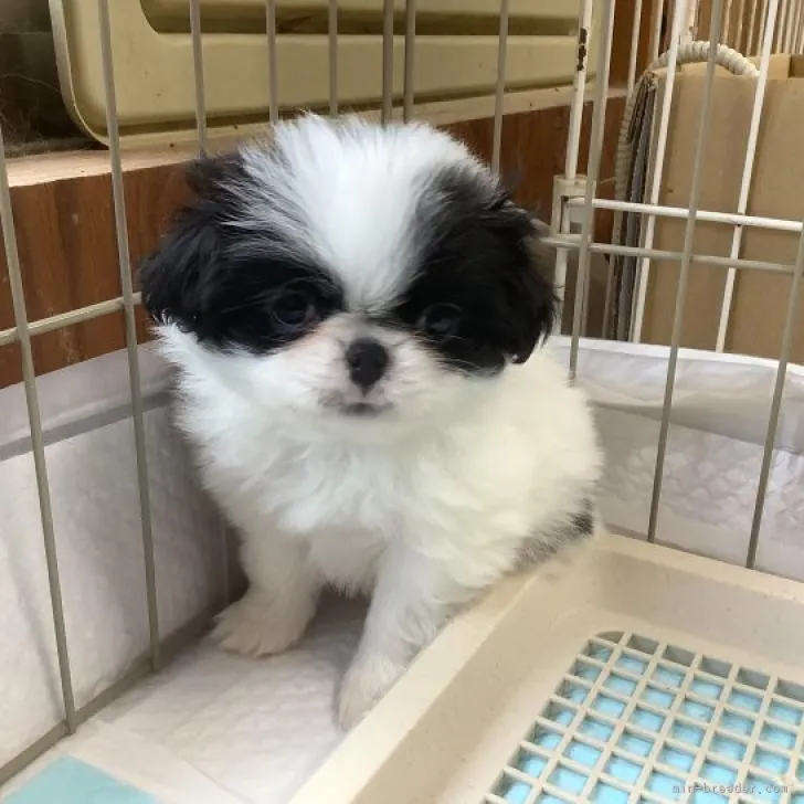 ID:2211-02323の子犬