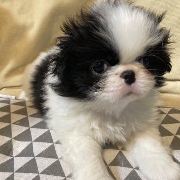 狆(チン)【静岡県・男の子・2024年4月20日・白黒】の写真「『狆専門犬舎』」