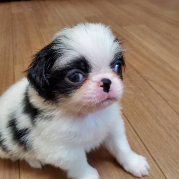 狆(チン)【静岡県・男の子・2023年4月11日・白黒】の写真「【狆専門犬舎】」