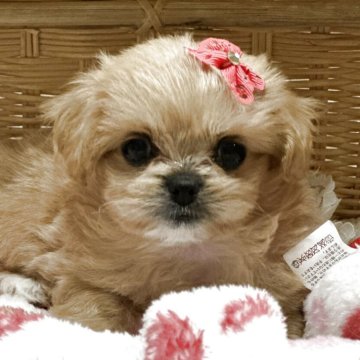 ペキプー(トイプードル×ペキニーズ)【神奈川県・女の子・2025年9月20日・アプリ】の写真「お鼻ちいさくオメメはデカ目ちゃん！」