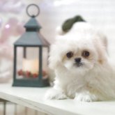 ペキプー(トイプードル×ペキニーズ)