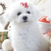 ビションフリーゼ