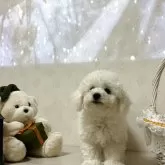 ビションフリーゼ