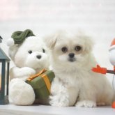 ペキプー(トイプードル×ペキニーズ)