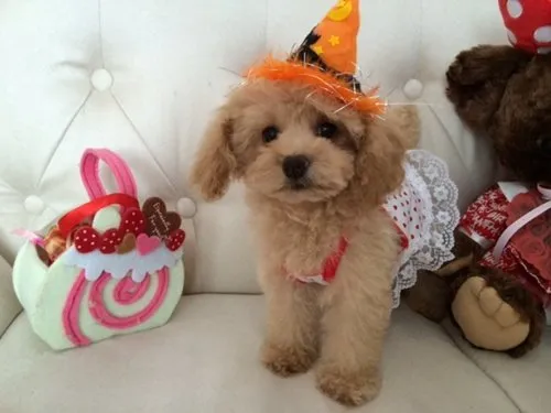 ID:1408-01215の子犬