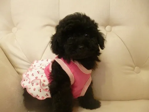 ID:1304-00864の子犬