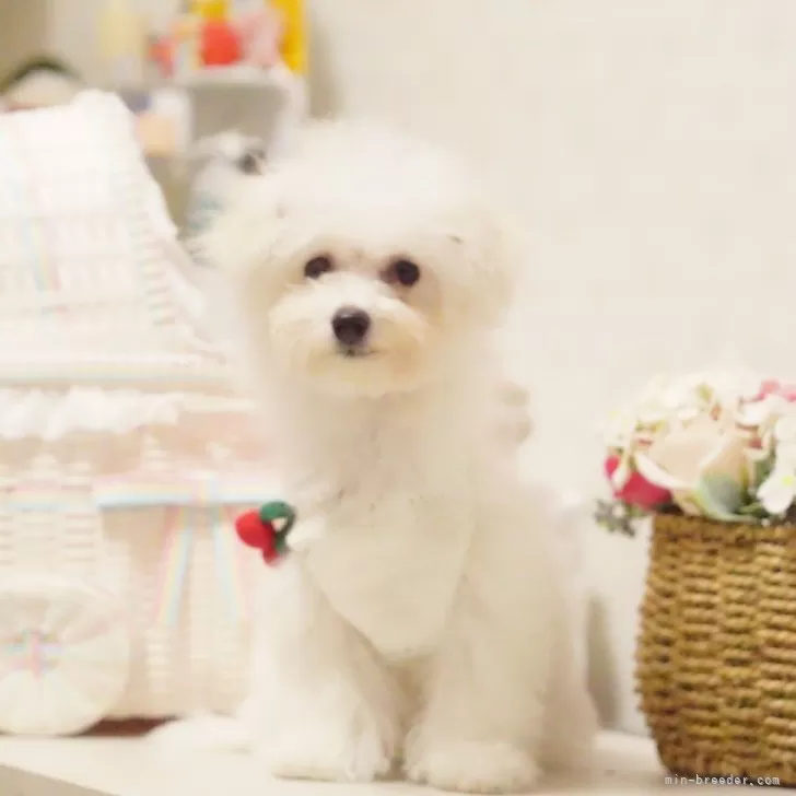 ID:2405-02566の子犬