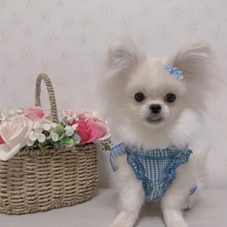 ID：2401-05915の子犬