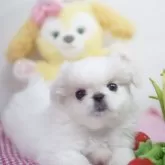 ペキニーズ【神奈川県・女の子・2024年7月15日・ホワイト】の写真1