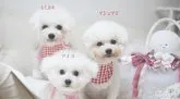 ビションフリーゼ【神奈川県・男の子・2023年4月19日・ホワイト】の写真5「ママはわたあめ」