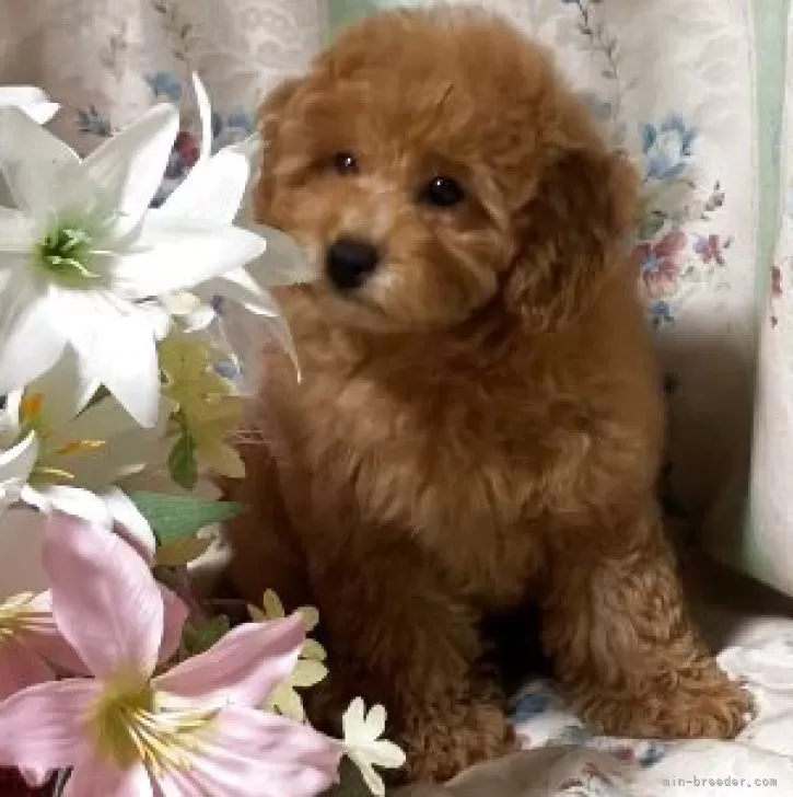 ID：2504-03605の子犬