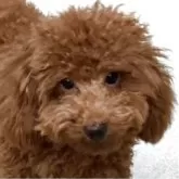 トイプードル(トイ)