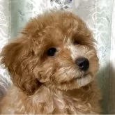 トイプードル(トイ)